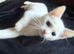 RARE ODD EYE Ragdoll x ragdoll bsh pure white boy 8 wjs