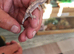 Baby crested gecko