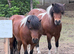 Beautiful mare