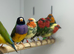Gouldian finches