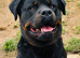 2-Year-Old Rottweiler Boy