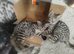Bengal rosseted kitten