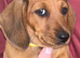 Beautiful traditionally bred puppies