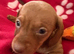 Miniature kc Dachshund