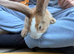 2x continental giant x French lop