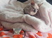 Full white hairless Sphynx