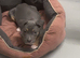 Blue Staffordshire bull terrier
