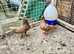 Afghan pigeon