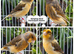 Various show canaries for sale of different breeds