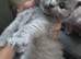 Lilac and blue british short-hair kittens available