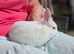 Lionlop x Lionhead