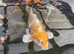 Plenty of koi to go to new homes