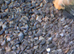 Bristle nose plecs babies