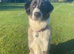 Big beautiful girl needs rehoming