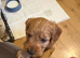 Cockerpoo puppies for sale