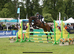 Show jump, Event or Dressage Quality Horse