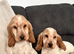 2 show type cocker spaniel puppies boy and girl