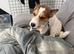 Male Jack Russell
