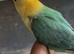 Adorable Lovebirds available