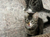 2 male kittens for sale