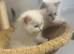 Health-Tested Pedigree Siberian & Neva Masquerade Kittens