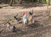 Cream Crested Legbar Chicks