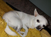 Chihuahua dog
