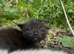New ragcoon pawpatches needed