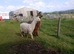 Beautiful young Suri Alpaca boys