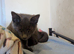 Grey boy kitten