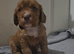 Cocker Spaniel Puppies