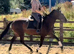16hh tb filly