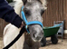 7month old colt shetland