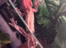 Perfect crested gecko