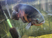 Oscar and 2 plecos