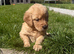Ready Now!! Goldendoodles **1 girl left**