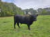Pedigree black galloway bull for sale