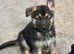 German Shepherd pups