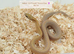 Lovely baby corn