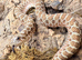 Western Hognose 66 het sable caramel lavender