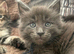 7 Beautiful GCCF registered Maine Coon kittens.