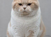 GCCF Stunning British Shorthair Kittens