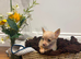 Chihuahua boy puppy