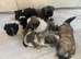 1shih tzu puppy Boy looking new home