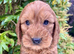 Beautiful cavapoo puppies for sale