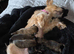 Shih-tzu x yorkie x Jacapoo puppies