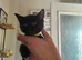 6 kittens needed forever homes