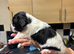 Male sprocker puppy