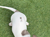 Miniature Dachshund puppy Girl