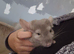 Male chinchilla
